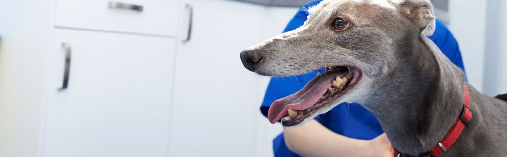 Greyhound with vet